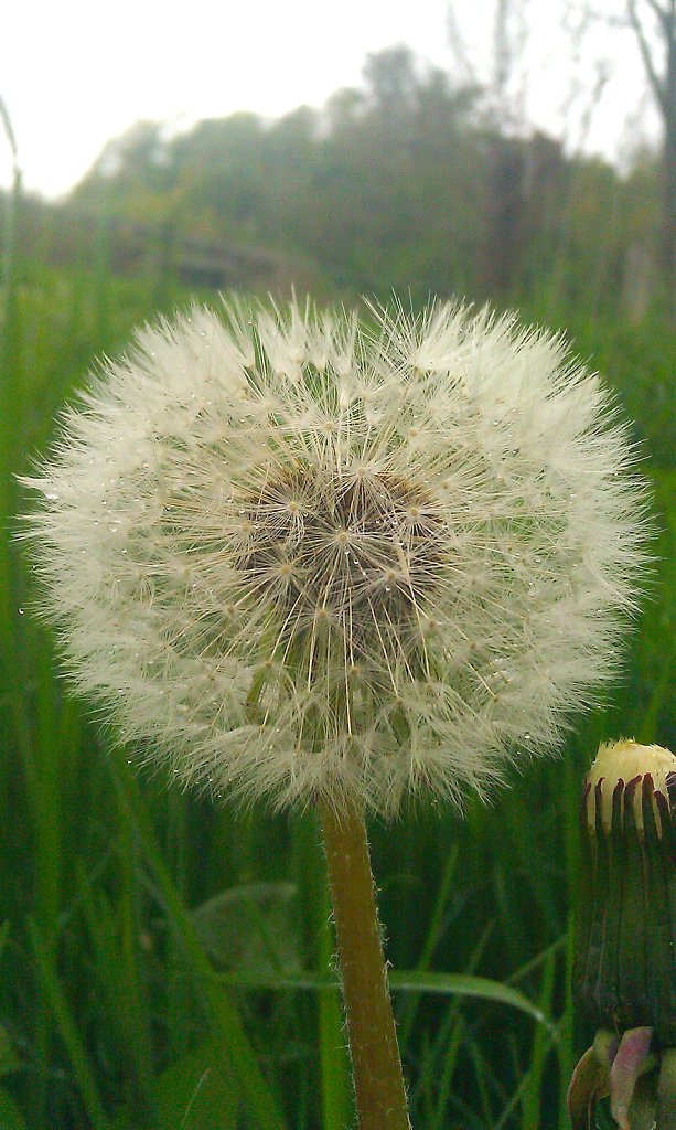 pusteblume.jpg